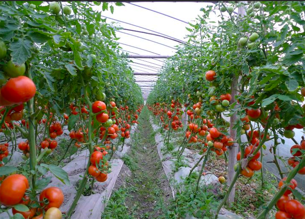 番茄制種